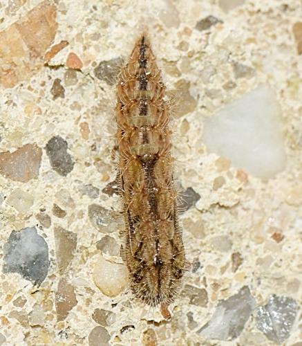 Emmelina monodactyla
